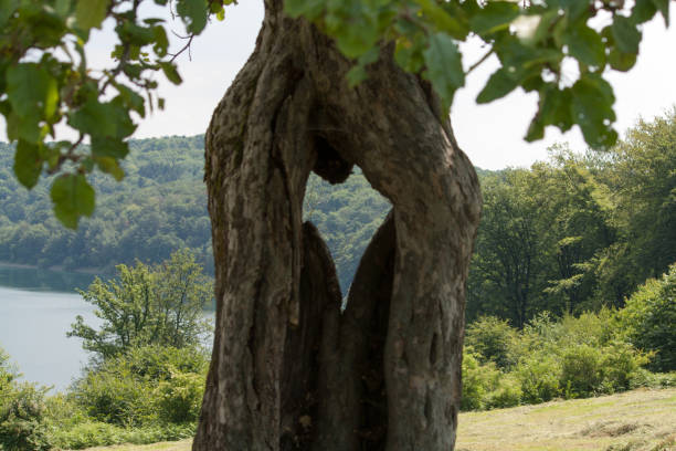 A hole in the shape of a heart in a tree