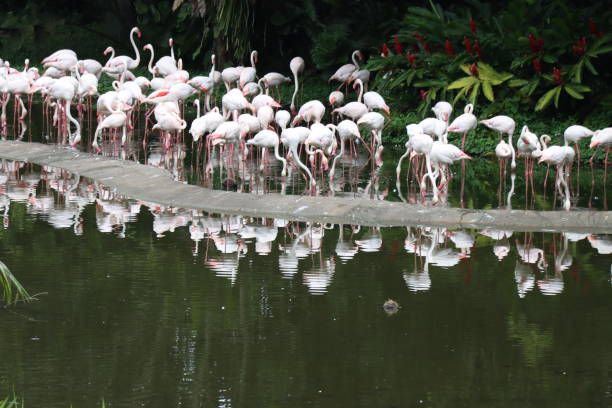 Shot on a Canon EOS M6 Mark II at a Bird Conservation Park in Singapore, Forensic Copy Available for Investigations Use.