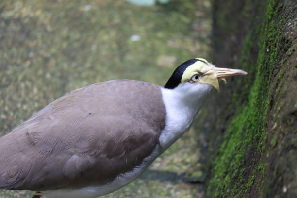 istock Asian Grey and White Bird 1370305279