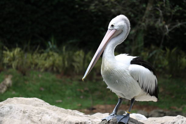 istock Pelican by the Water 1370305313