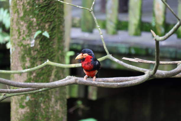 istock Red Bird, Bearded Barbet 1370305493