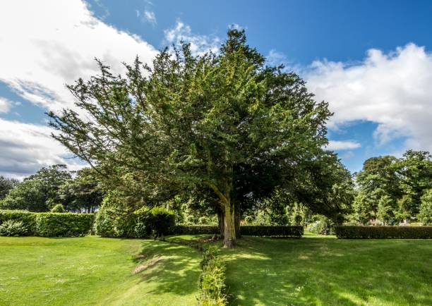 istock Beautiful Tree Of The Garden Park. 1370305563