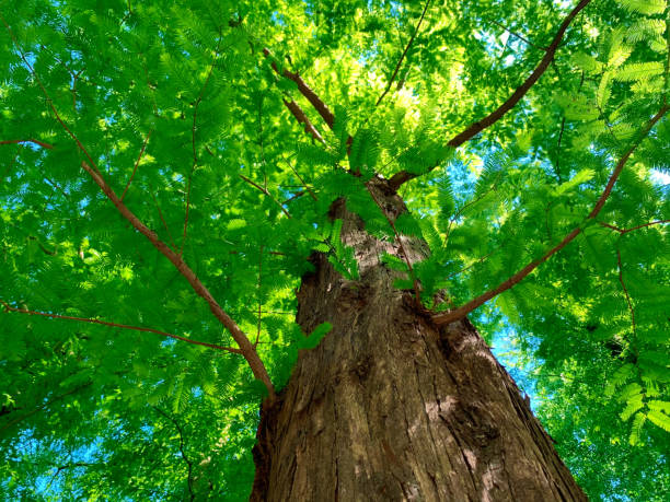 istock Fantastic natural landscape Light and fresh green 1370306273