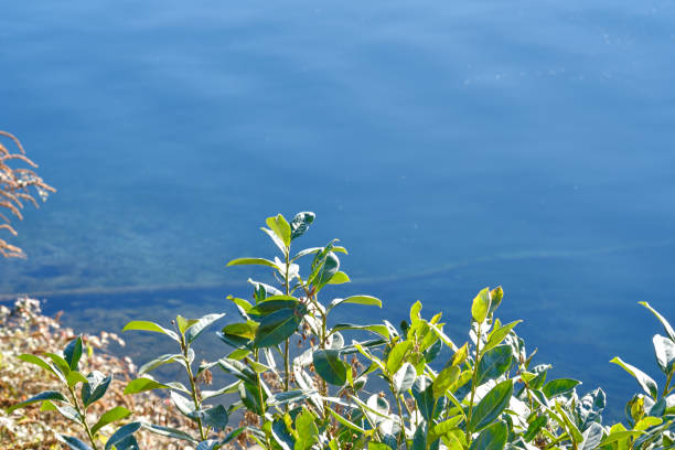 Searching a chromatic combination between green and medium blue