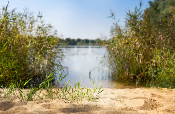 wild idyll on the sand beach lakeside on summer day, empty blurred natural lakeshore background in summertime, beautiful  nature scene backdrop with advertising space