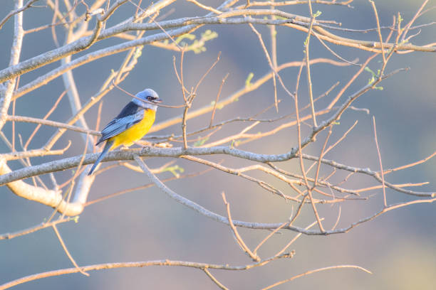 istock Blue-and-yellow tanager (Pipraeidea bonariensis) bird 1370307951
