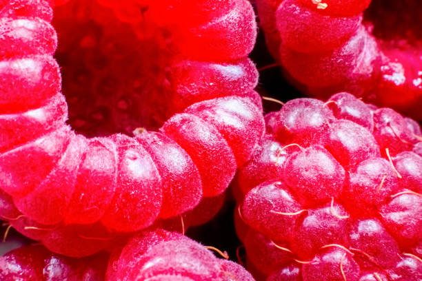 istock Macro of ripe red raspberry. Food background. Close-up. 1370311663