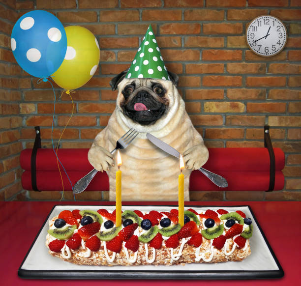 istock Dog pug eats berry meringue roulade 2 1370313114