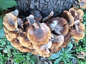 honigpilz-am-toten-birnbaum.jpg?b=1&s=170x170&k=20&c=V_nsrjbAmDhe1ddvY73GidexrEqs2yhLzDd7MtjC5kw=