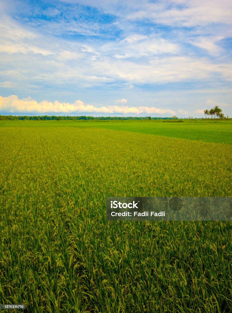 Rice View Rice Field View Stock Photo - Download Image Now - Agricultural Field ...