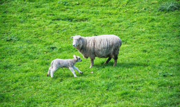 istock Sheeps on a meadow in New Zealand 1370314737