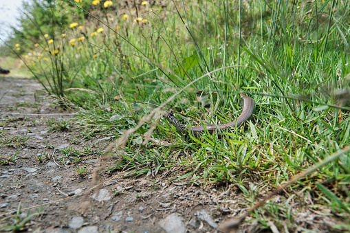 Slow worm crawling through the green grass along the Rothaarsteig, a popular hiking path, Sauerland