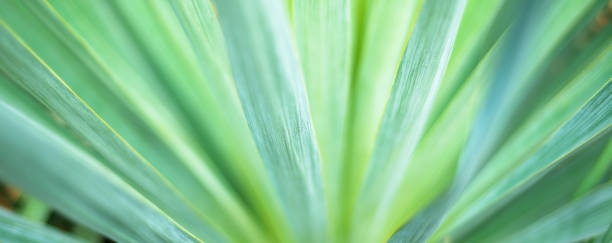 Abstract striped defocused floral background. Gradient stripes emerge from the center.