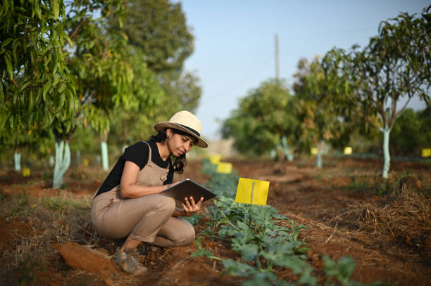 istock Woman farmer using digital tablet in a farm while inspecting crops 1370317346