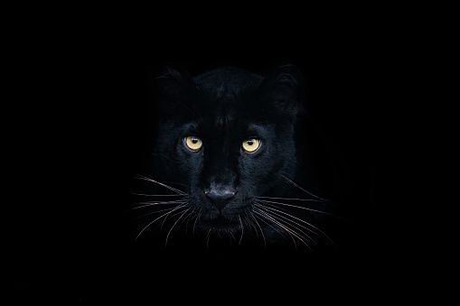 Pantera negra con fondo negro photo