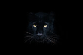 istock Black panther with a black background 1370317689