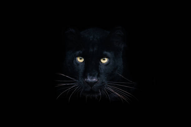 Black panther with a black background Black panther with a black background jaguar cat photos stock pictures, royalty-free photos & images