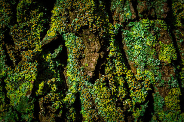 Background image of tree bark with lichen stock photo