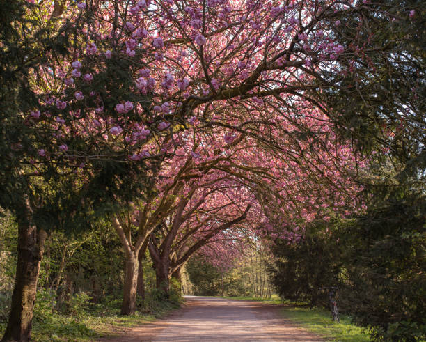 Blossoming pink sakura tree background. Pink flowers on tree branch. Japan cherry. Sakura flowers.