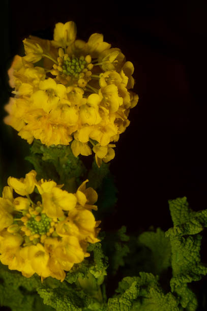 istock Canola Flower on the Black Background 1370318996