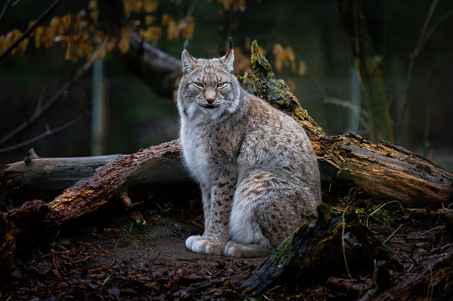 Bobcat (Lynx rufus) on rocks along a hillside stream -- on a wet, early spring day in the Connecticut wilderness. If not moving, this highly camouflaged predator is almost impossible to see.