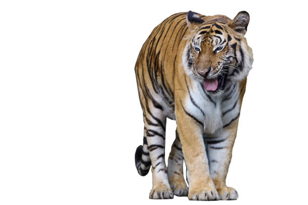istock the bengal tiger is big animal and dangerous on white background have path 1370320201
