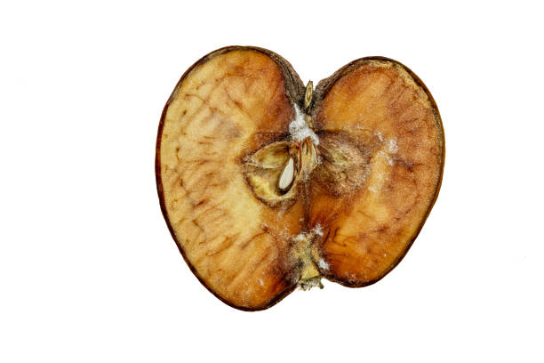 a very thin dried apple slices a very thin dried apple slices with mold isolated on white background rotting apple fruit wrinkled stock pictures, royalty-free photos & images