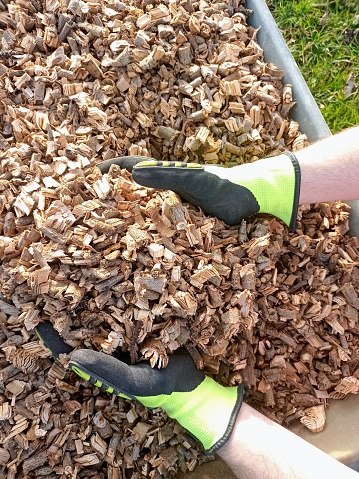 Photograph of mulching in a wheelbarrow shredded wood to cover soil