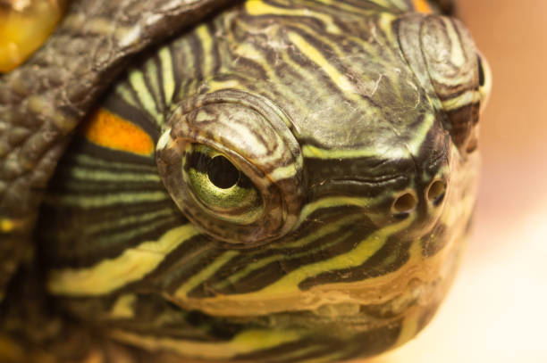 istock Close-up of the muzzle of a red-eared turtle 1370321405
