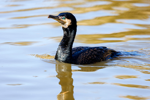 The cormorant is a migratory bird which can dive for minutes to capture fish.