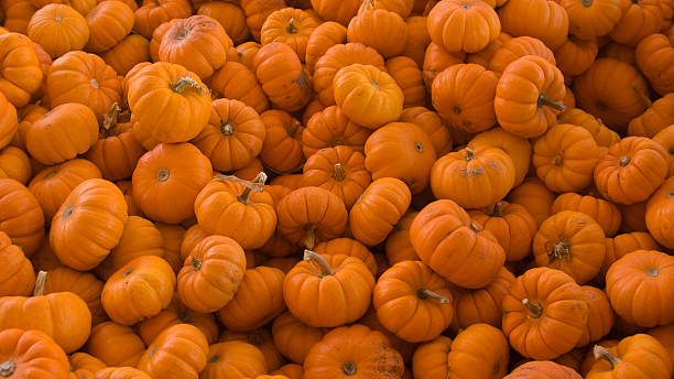 istock Miniature Halloween Pumpkins 137032158