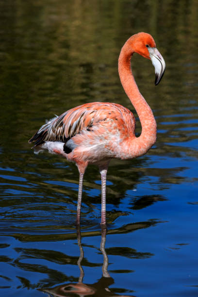 istock Lesser flamingo wading in the water 1370322759