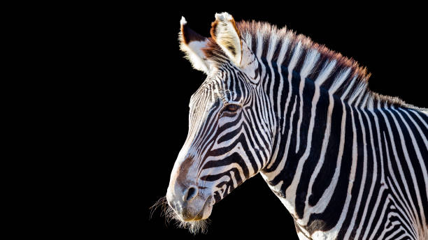 istock Close-up portrait of a zebra 1370323424
