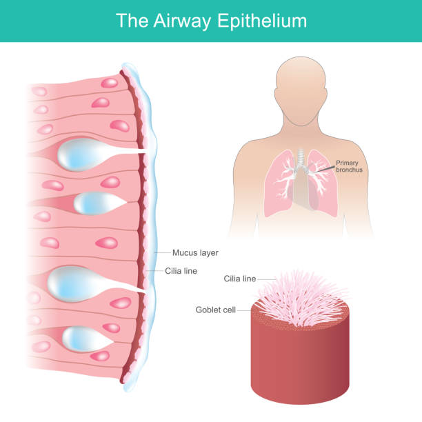 The Airway Epithelium. Human airway epithelial cells respond to environmental differential. The Airway Epithelium. Human airway epithelial cells respond to environmental differential. epithelium photos stock illustrations