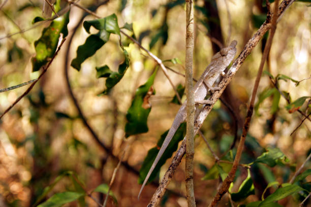 istock Gecko, Ankarafantsika National Park, Madagascar 1370326591