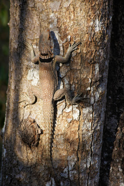 istock Gecko, Ankarafantsika National Park, Madagascar 1370327361