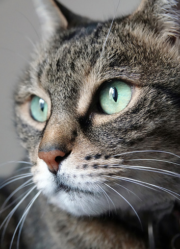 A beautiful close-up headshot of a green eyed tabby cat.