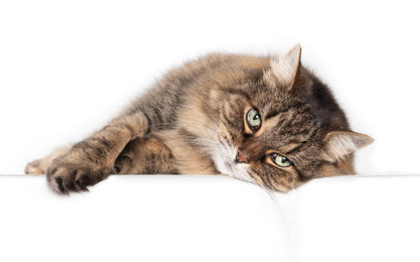 Senior cat lying sideways and looking at camera. Relaxed 15 year old female tabby cat stretched out on white table with paw and head slightly over the edge. Isolated on white. Selective focus. longhair cat stock pictures, royalty-free photos & images
