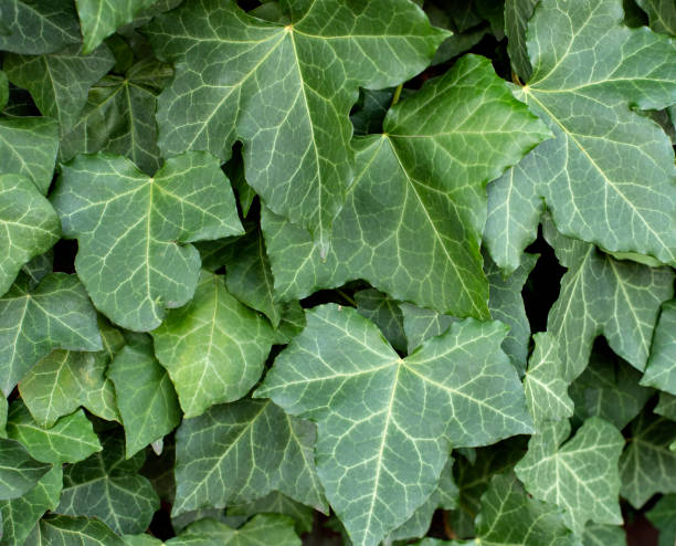 istock natural background texture green leaves 1370327786