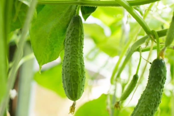 istock fresh cucumber in the greenhouse, harvest 1370327949