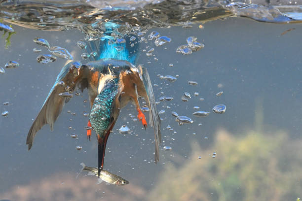 martín pescador de pesca submarina - animals hunting kingfisher animal bird fotografías e imágenes de stock