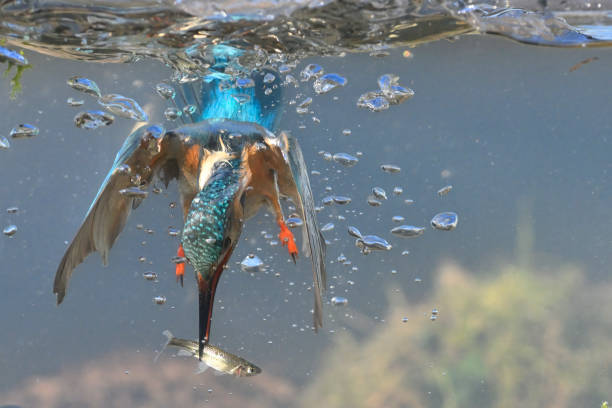 Kingfisher fishing underwater Kingfisher fishing underwater kingfisher stock pictures, royalty-free photos & images