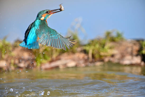 istock kingfisher fishing 1370328892
