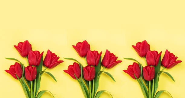 istock Composition beautiful red tulips on yellow background. Flowers background. 1370329224