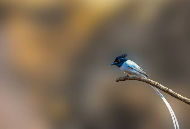 Asian Paradise flycatcher - Male Males trail long streamers which are almost double the length of the body. Male comes in rufous and white morphs. Both morphs have dark head. eutrichomyias rowleyi stock pictures, royalty-free photos & images