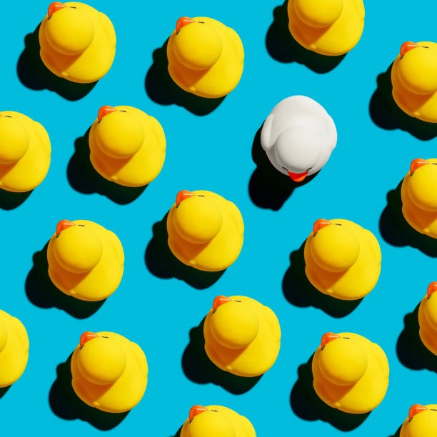istock White rubber duck stands out from the crowd. Diversity, difference, minority or independence concept. 1370329400