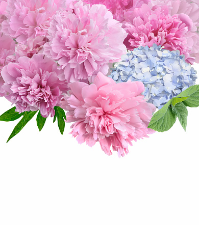 Beautiful spring floral border with pink peonies and blue hydrangea flowers close up on white background with space for text, Holiday concept. Flowers for womens, mothers day or wedding, Easter