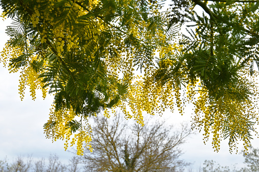 yellow mimosa flowers on the plant. Mimosa blossoms in italy in February
