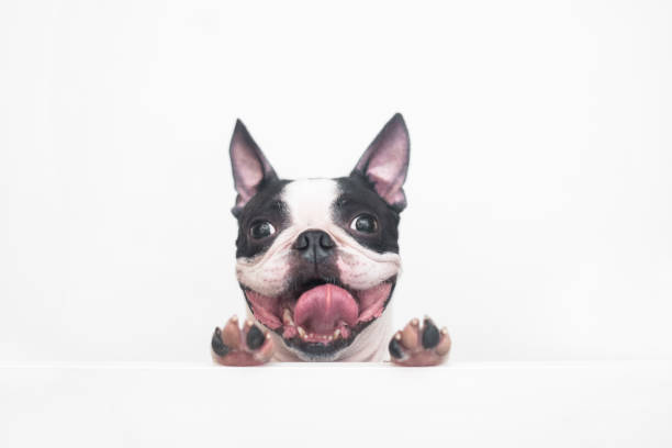 A curious and funny Boston Terrier dog with a cheerful wide smile looks out and peeps from a white table on a white background, leaning on his paws. Creative concept. stock photo