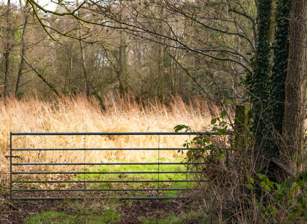 istock Metal gate in rural Norfolk 1370331929
